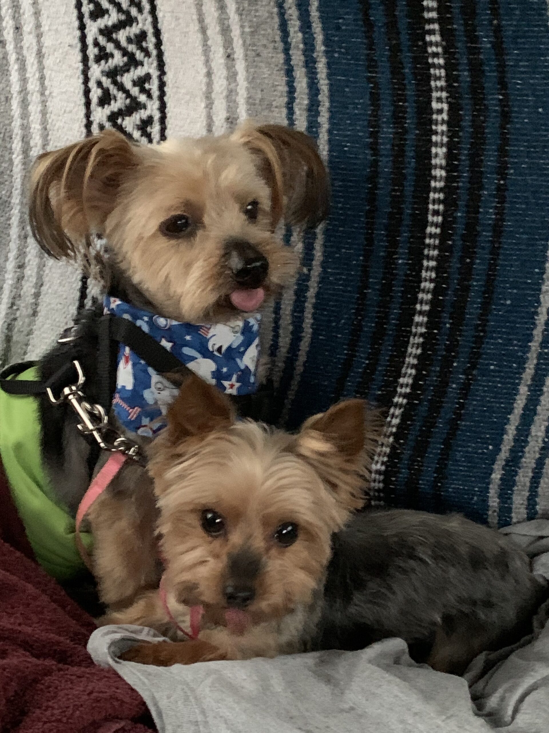 Two dogs sustain life-ending injuries at kennel; their owner wants answers | News, Sports, Jobs - Times Observer